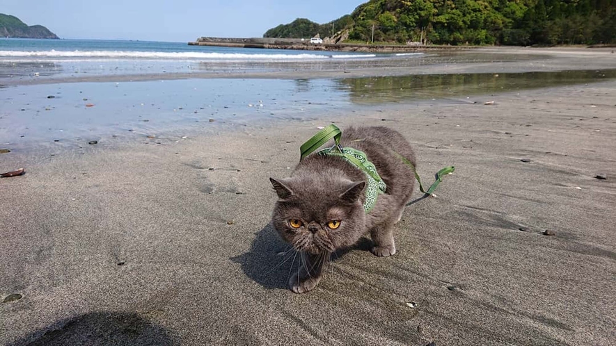 ～海は気持ちがいいニャ～