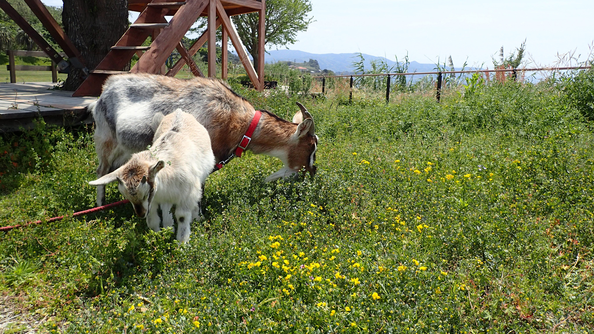 ユクサのおともだち