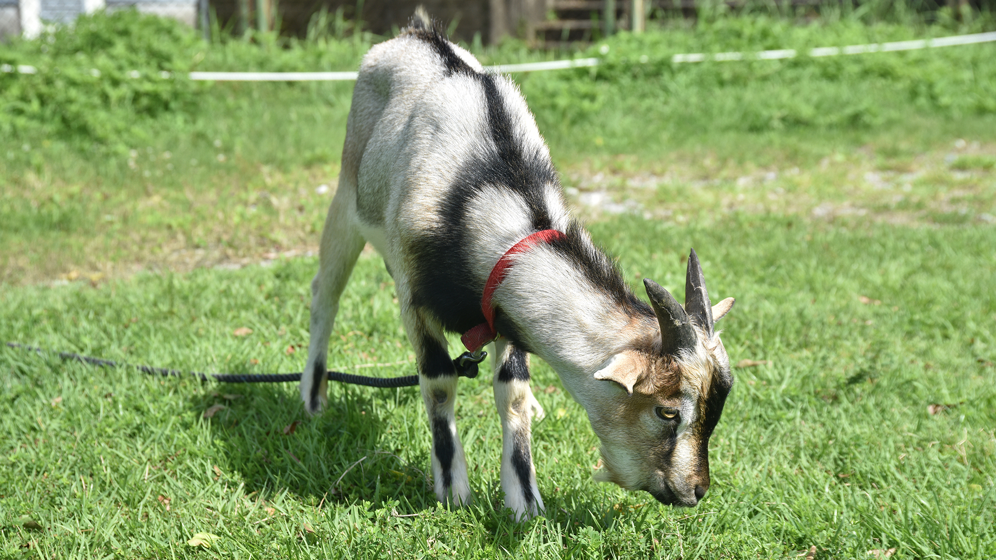 *【ユクサのおともだち】元気にすくすく成長中！子ヤギのユッくん