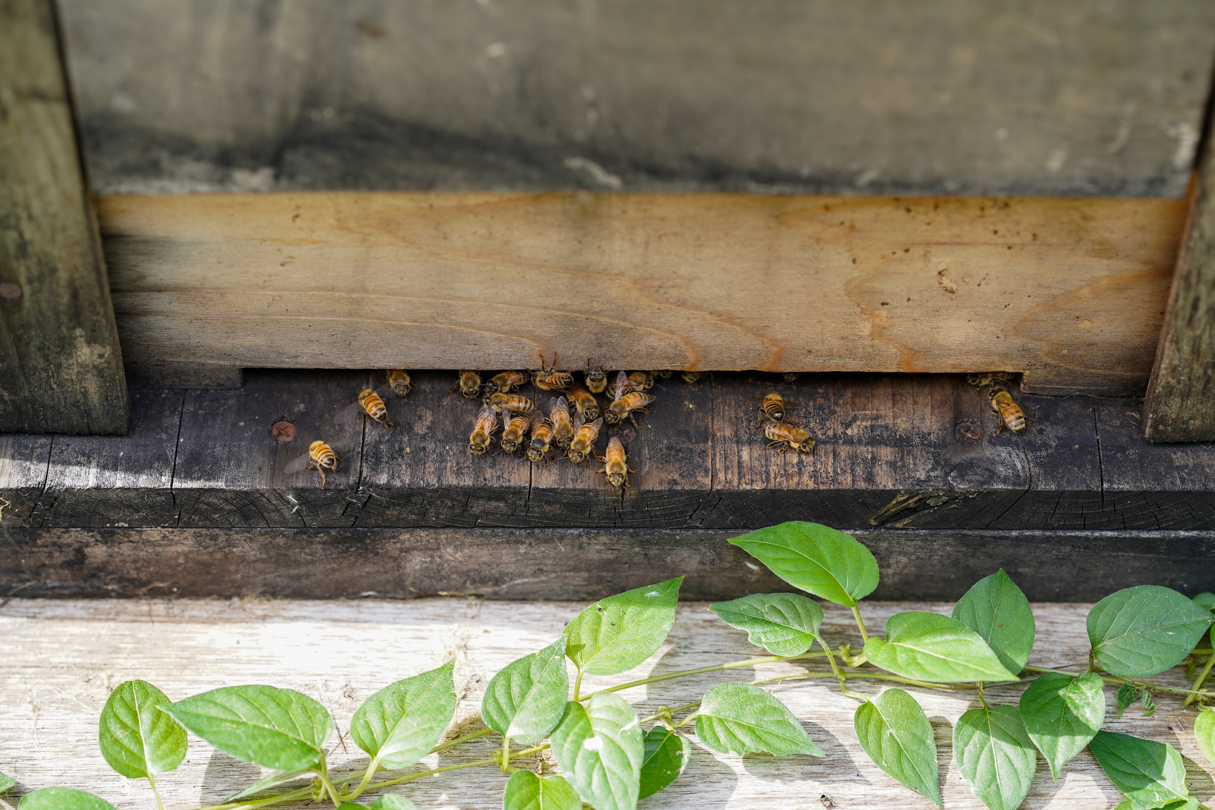 ｢HONEY.K｣の京都テロワール蜂蜜、フロントでも販売中