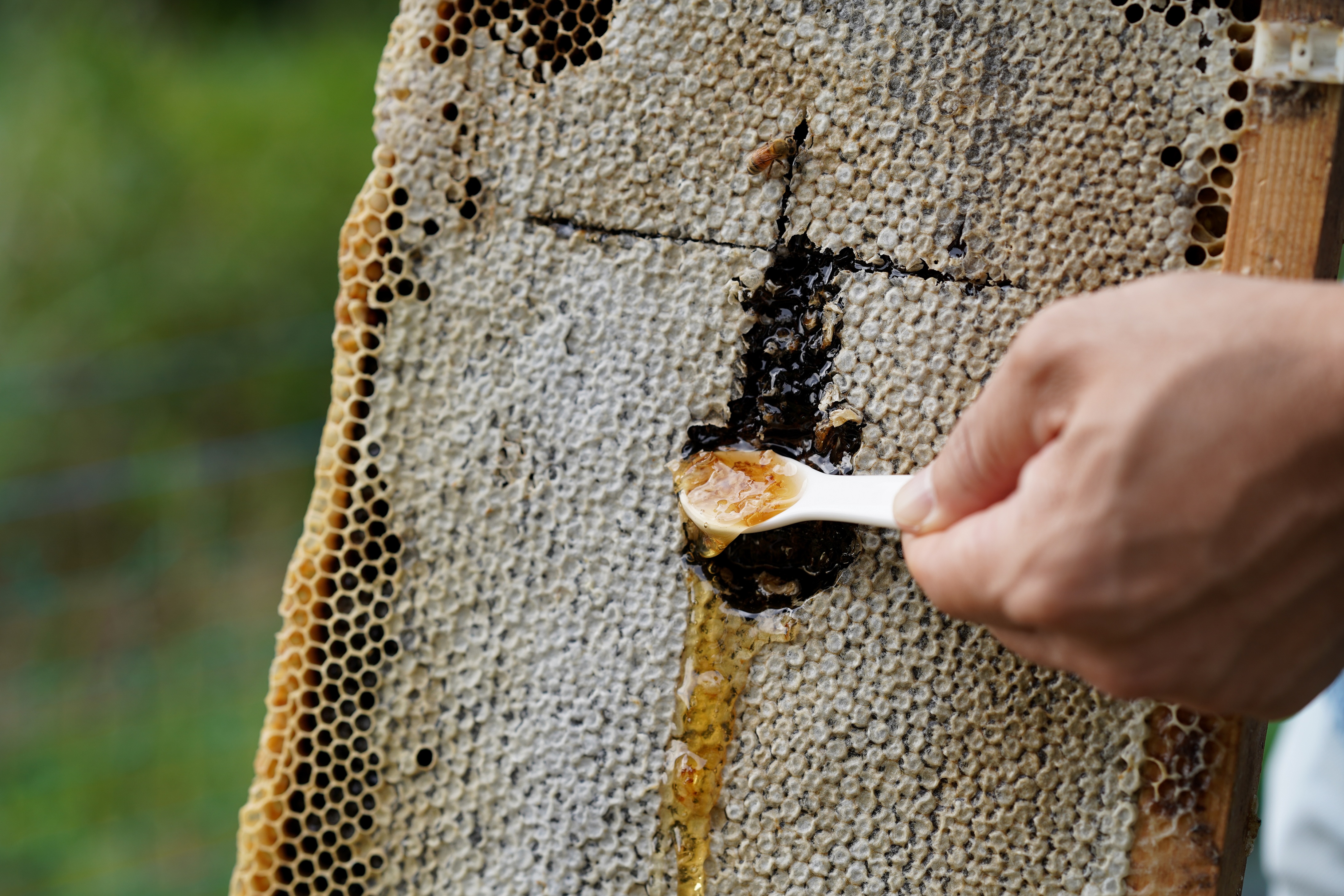 ｢HONEY.K｣の京都テロワール蜂蜜、フロントでも販売中