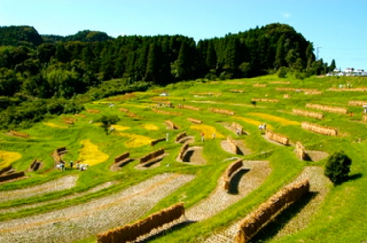 大山千枚田