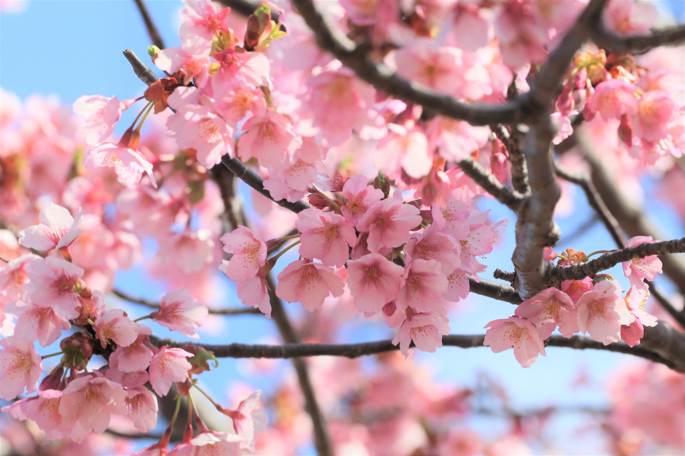 【好評につき４月まで延長】【ロゼワイン付き】桜色の伊豆旅行を満喫１泊２食バイキング