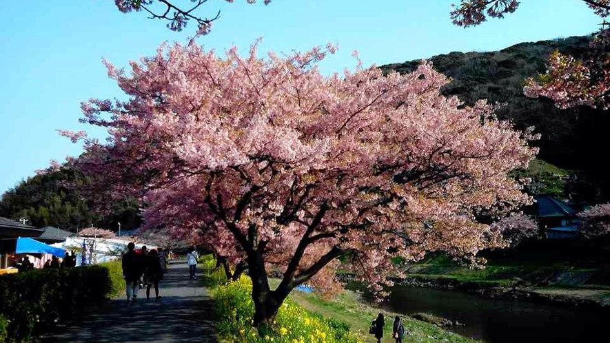 【2月】みなみの桜と菜の花まつり