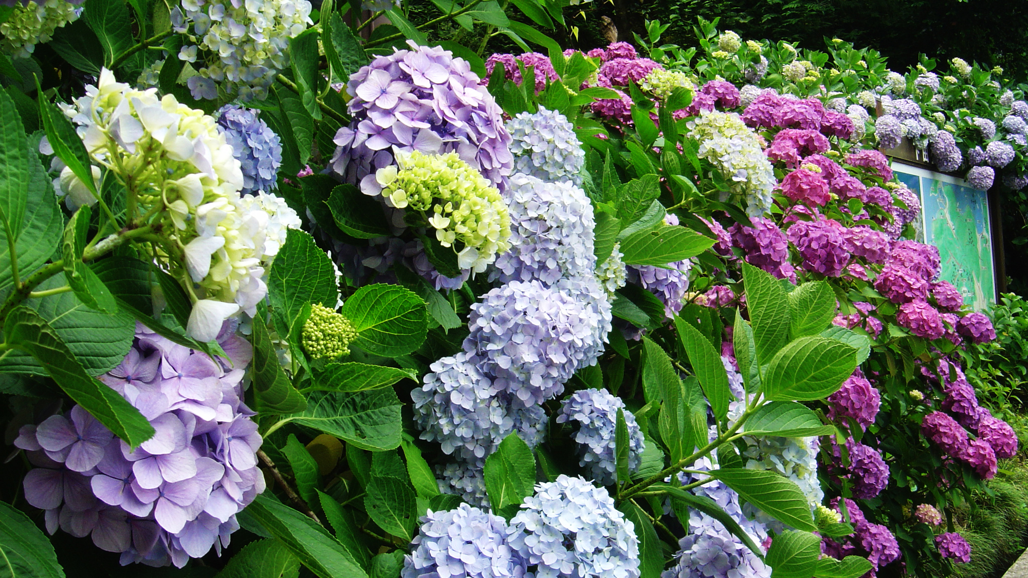 【6月】下田公園あじさい祭り