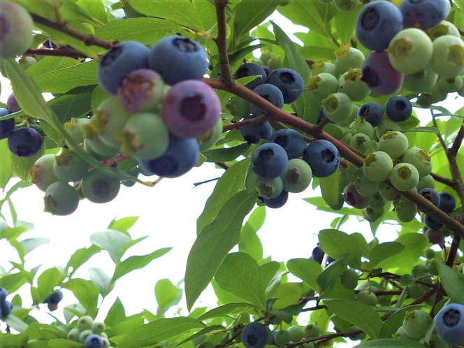 夏の収穫体験　ブルーベリー狩り