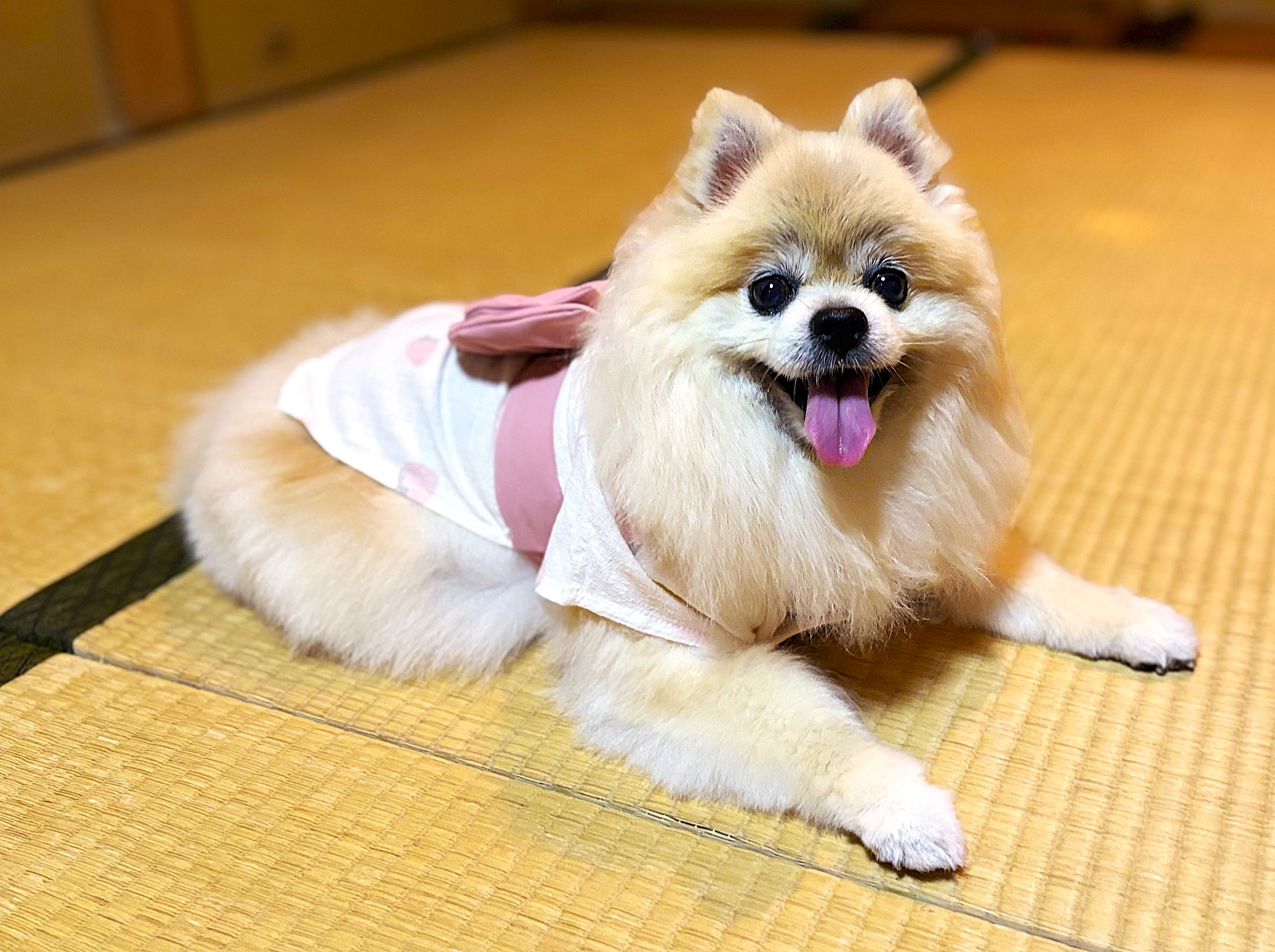 若女将犬　リンク