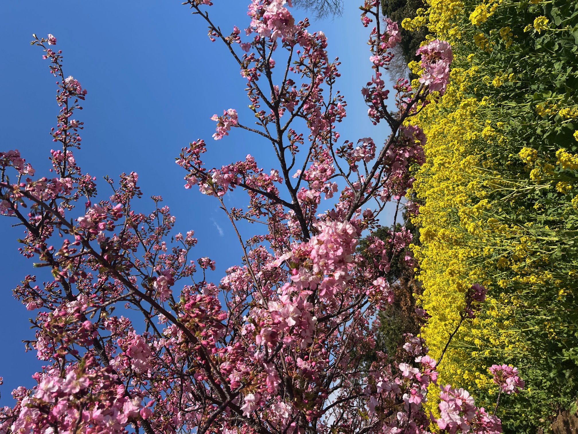 河津桜と菜の花
