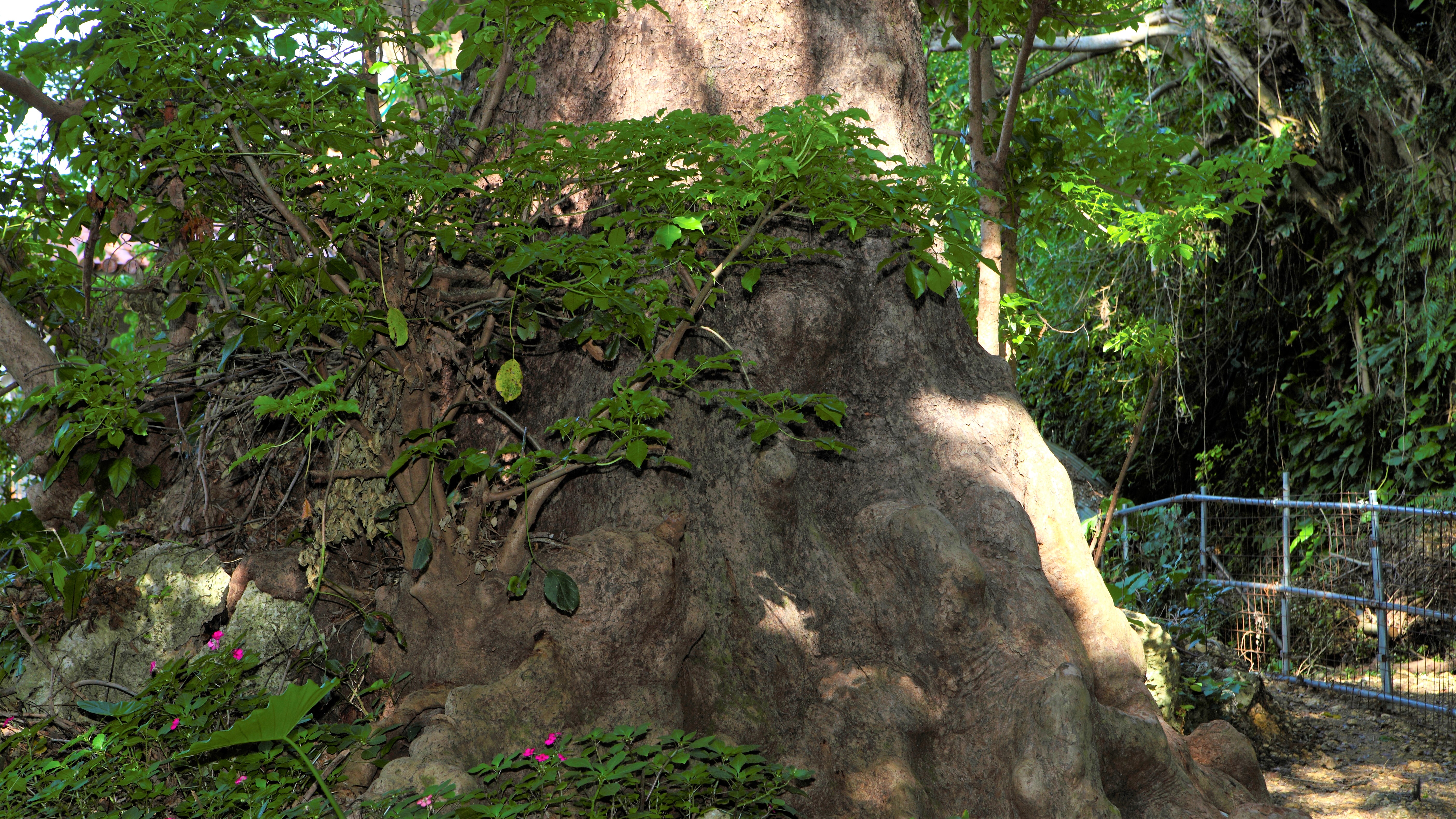 【首里金城の大アカギ】かつては琉球王府の信仰対象でした。大きなアカギの木が生えたパワースポットです。