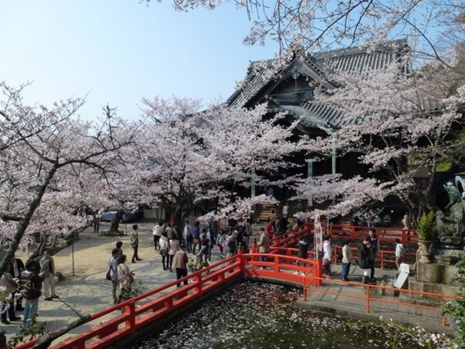 桜の名所・紀三井寺