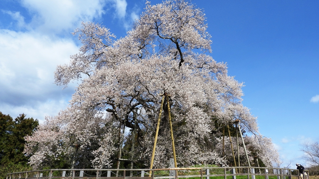 福島の桜を巡る春の旅！1泊2食付創作和食膳＋ハーフバイキングプラン