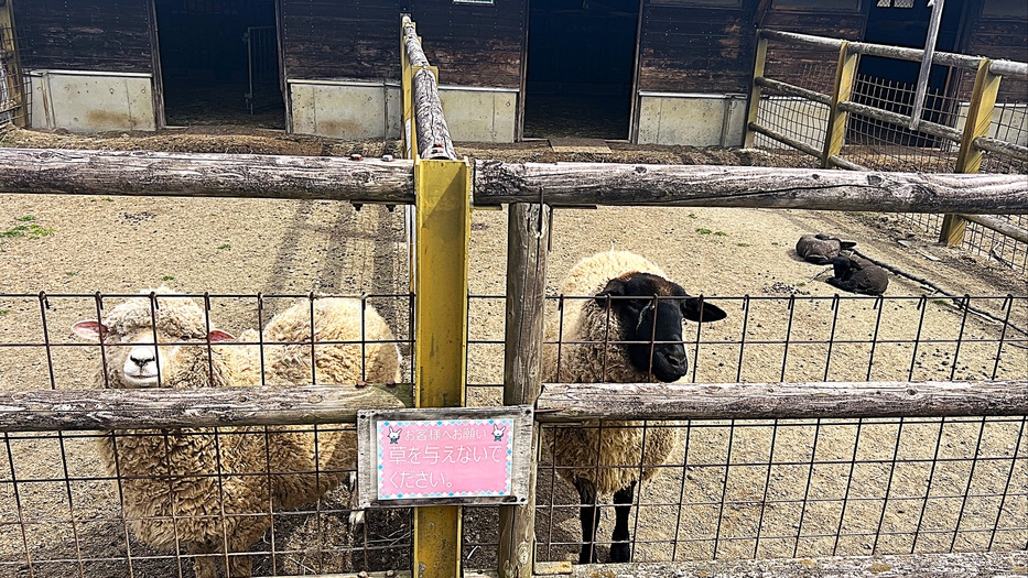 【ファミリー旅行】観光・温泉・カラオケまで！1泊2食付創作和食膳＋ハーフバイキングプラン