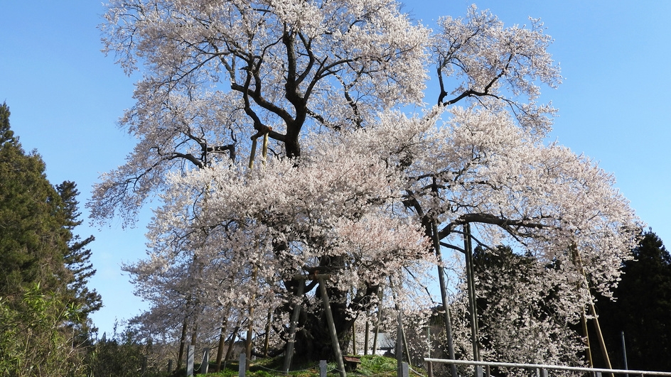 福島の桜を巡る春の旅！1泊2食付創作和食膳＋ハーフバイキングプラン