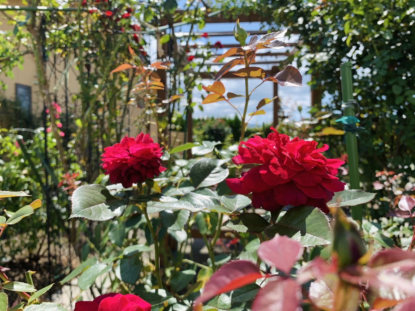 【期間限定】【朝食付】薔薇香る庭園で寛ぐ バラフェスタ特別プラン