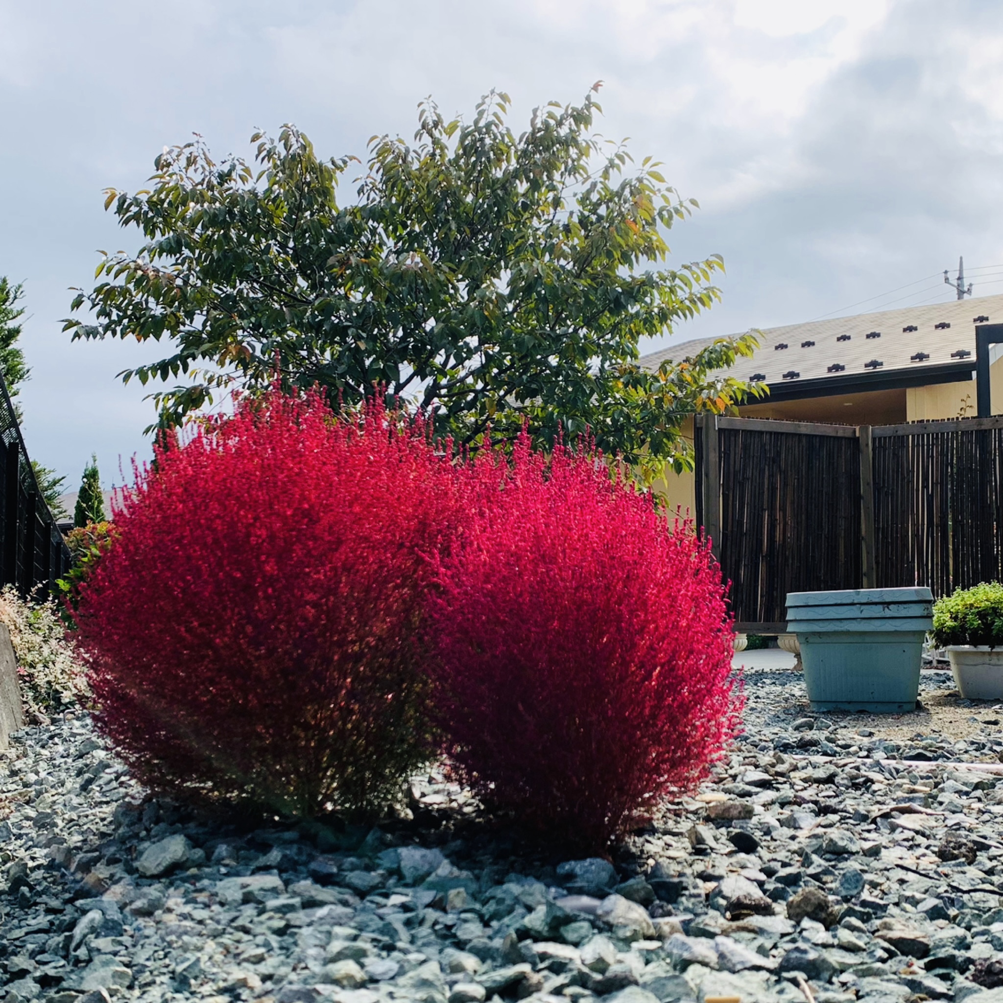 秋の植物（コキア）
