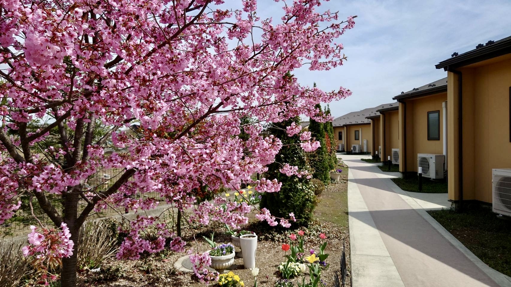 小道には桜など四季の花