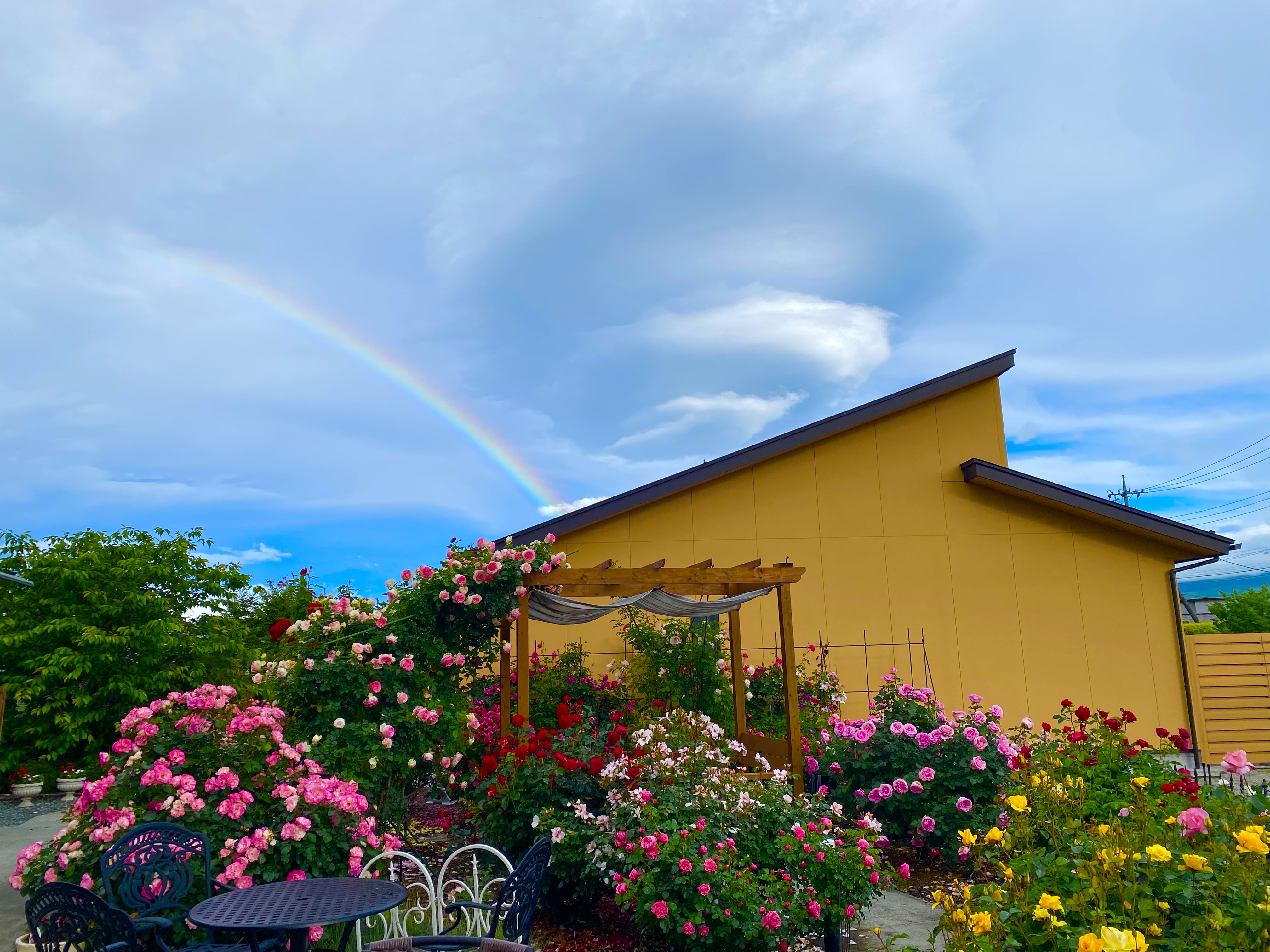 バラと虹と夢富士