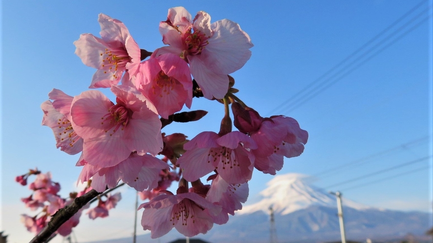 4月のイベント【桜まつり】