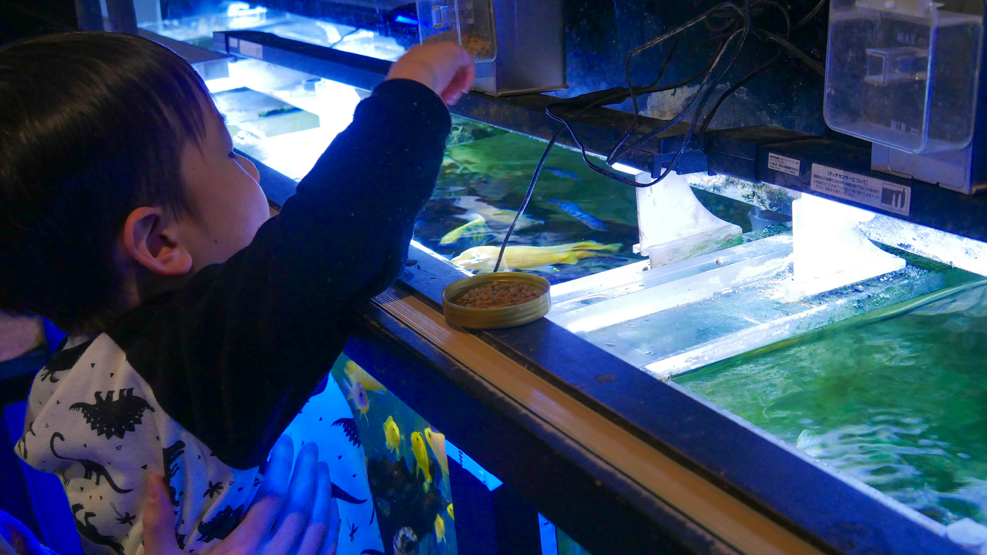 【アクアバー】お魚にご飯もあげられます♪