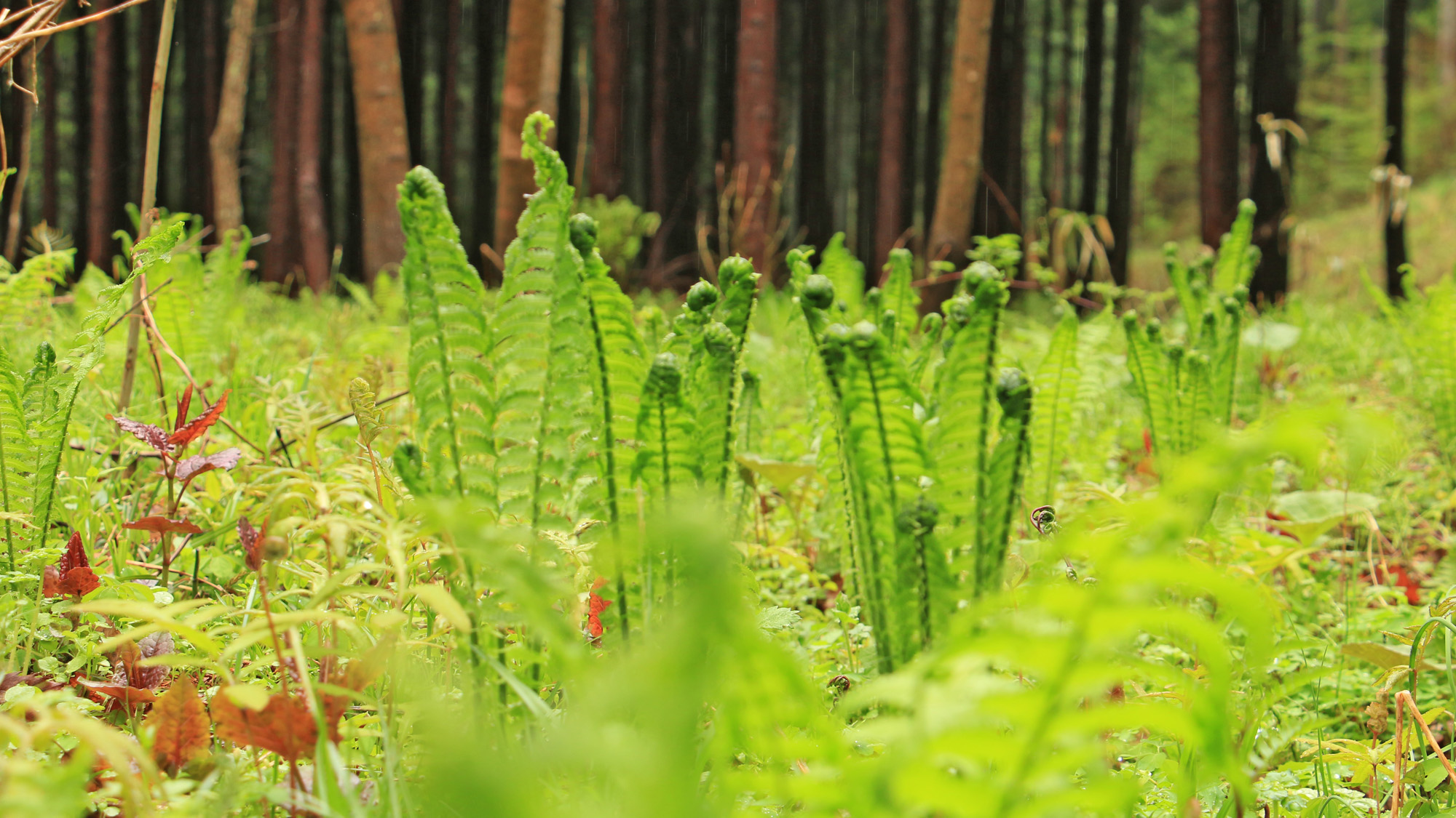 春の美味しい山の幸「こごみ」