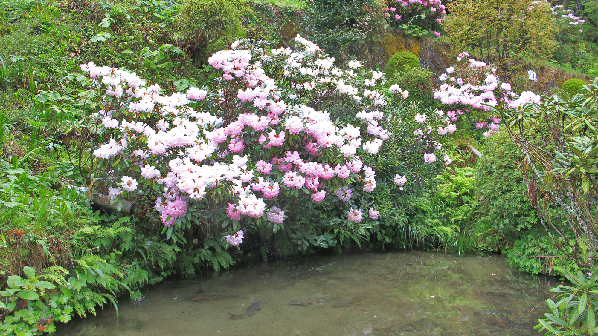 広い敷地内には四季折々の花が咲く