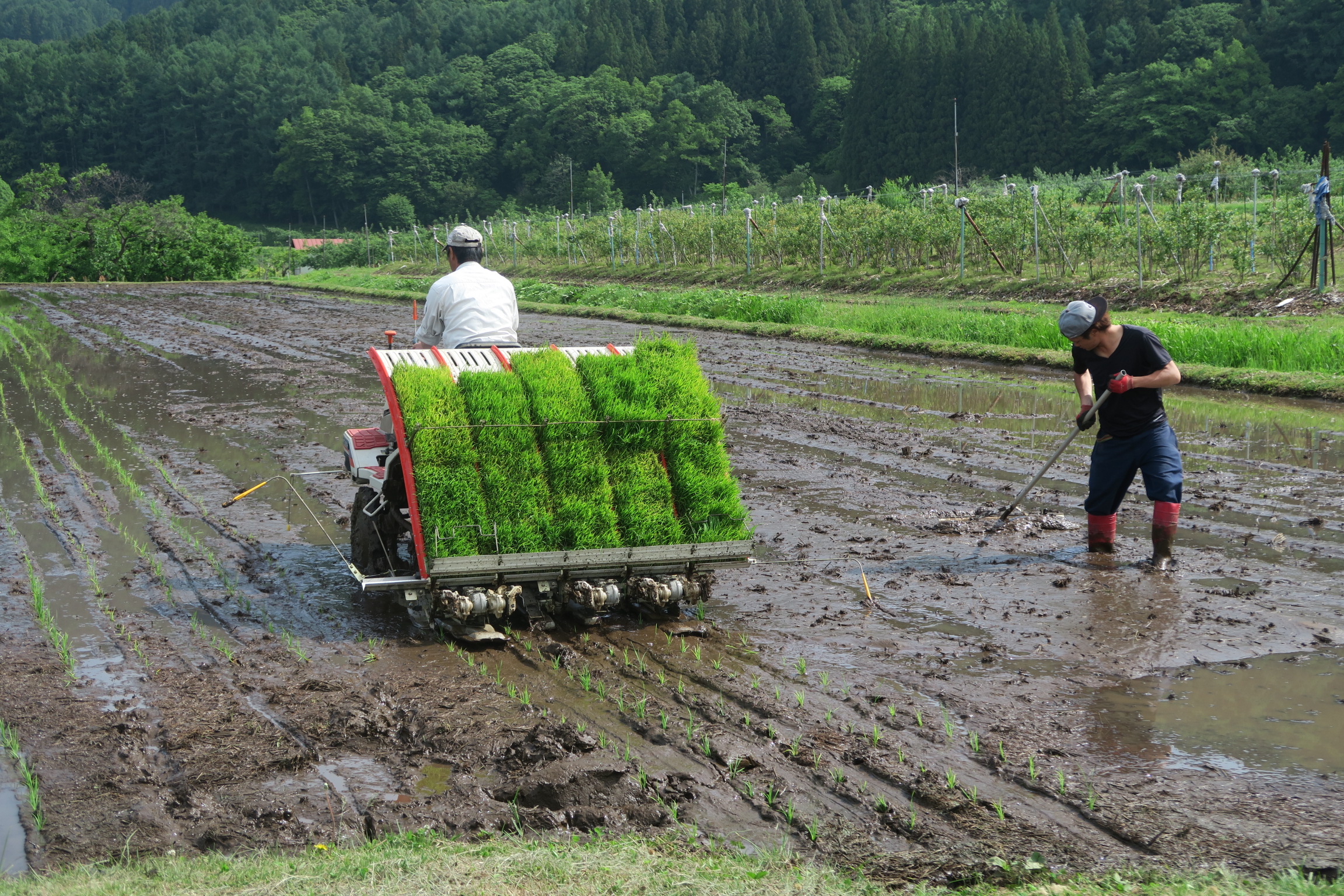 田植え