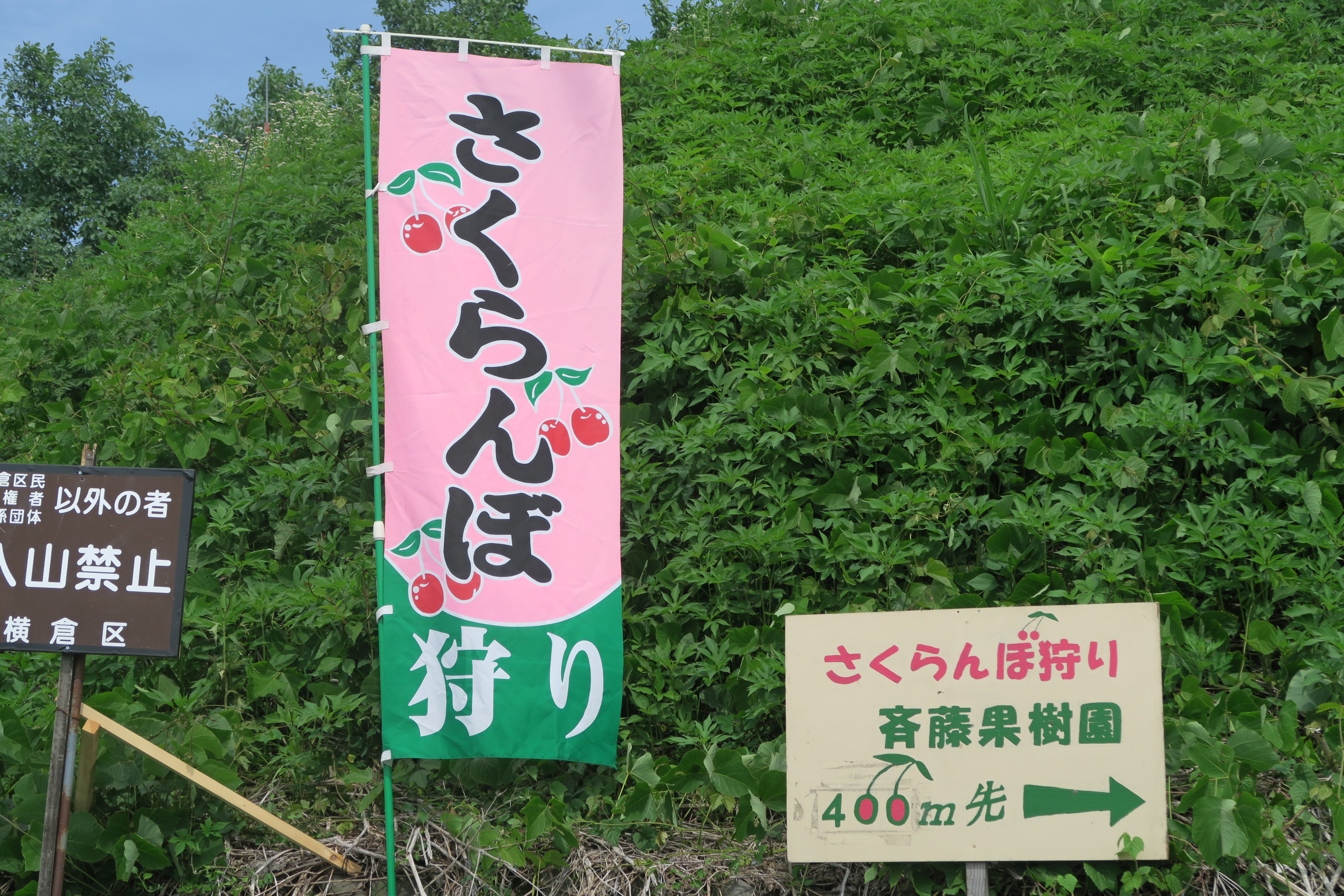 サクランボ狩り