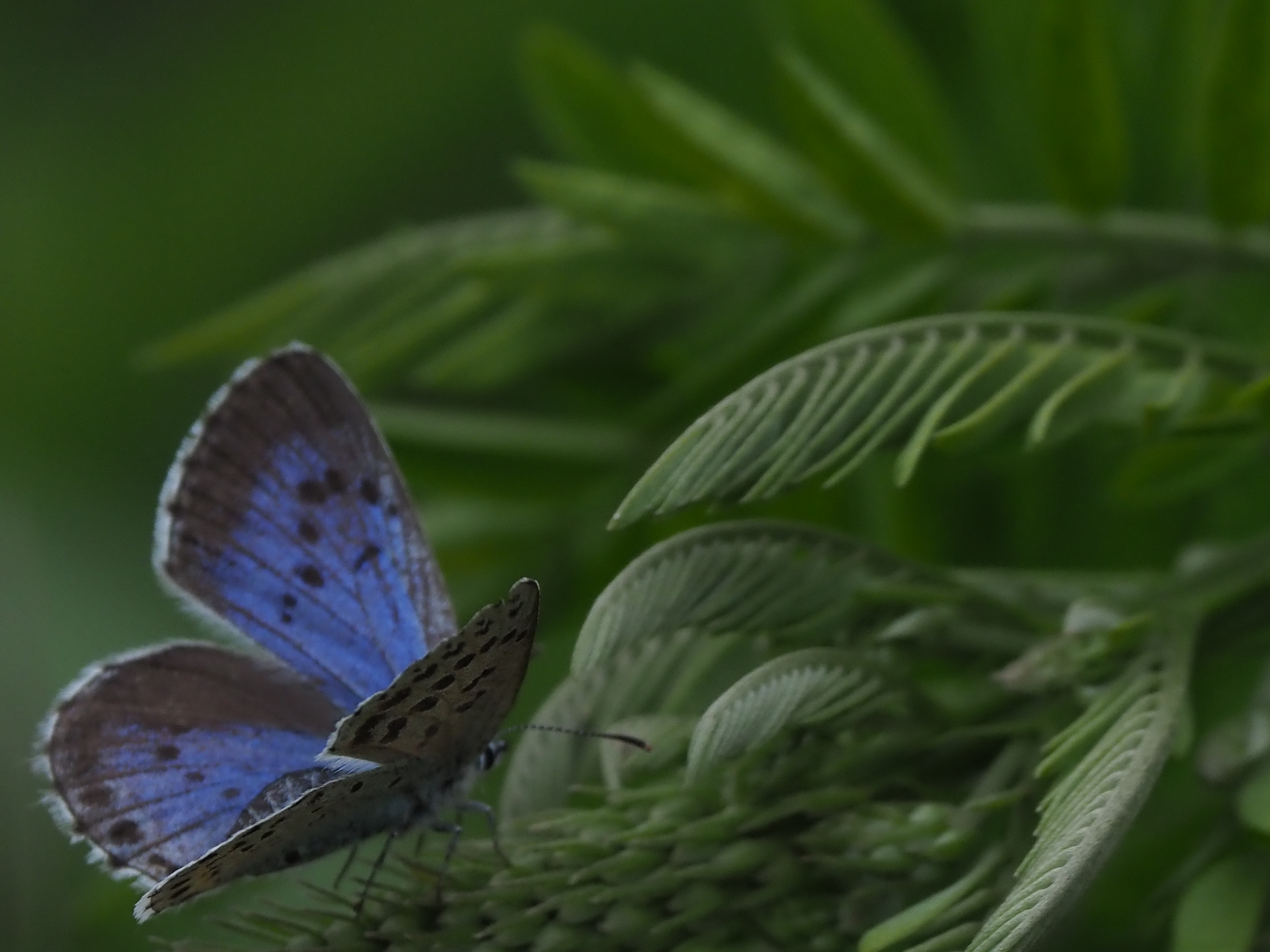 オオルリシジミ