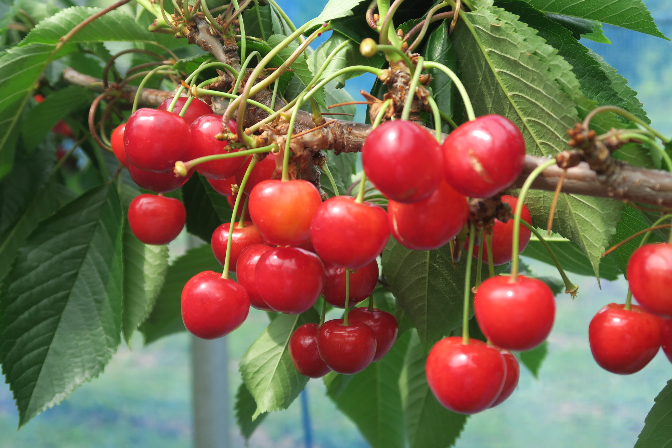 サクランボ狩り