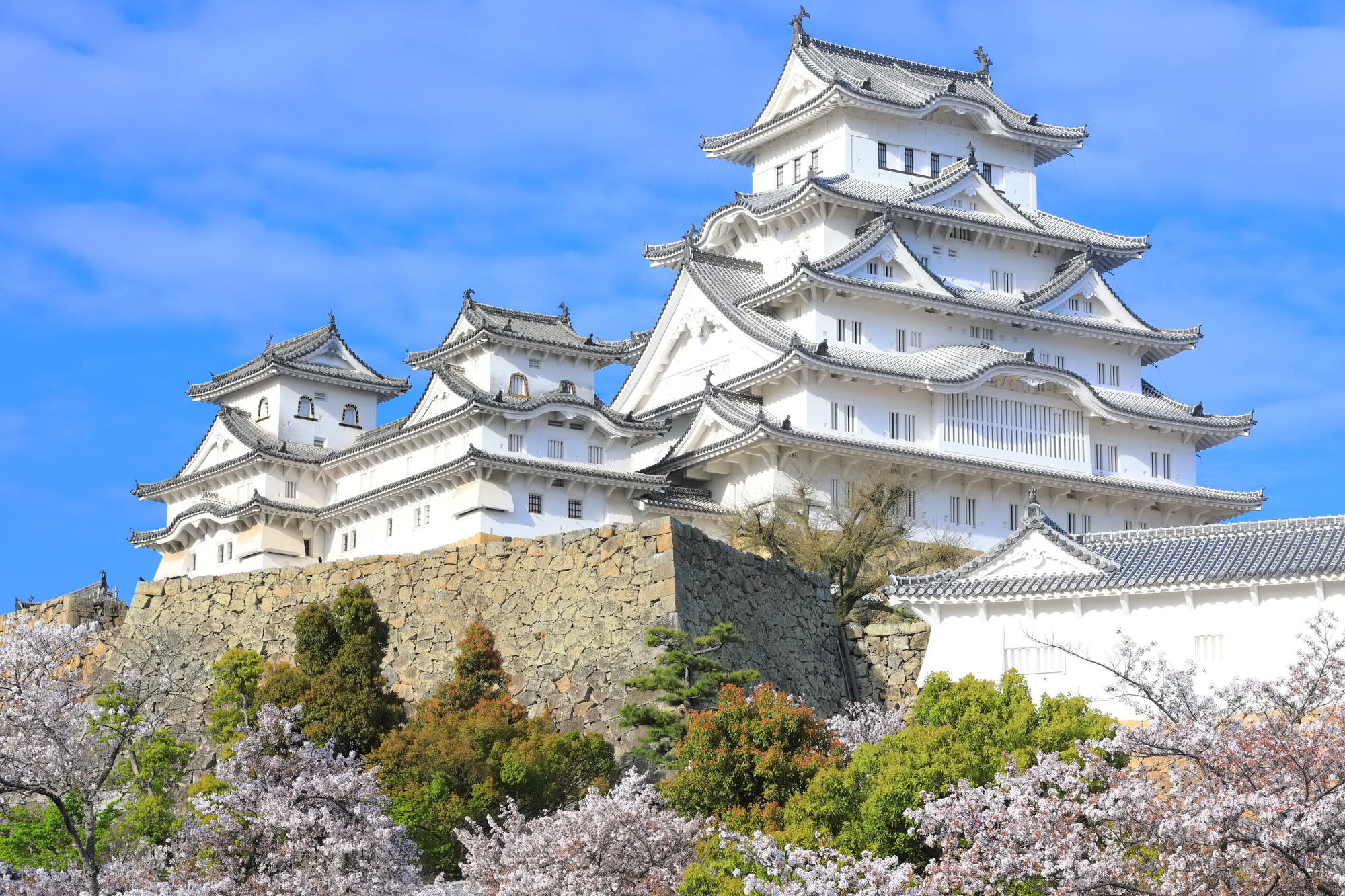 晴天下の姫路城と満開の桜