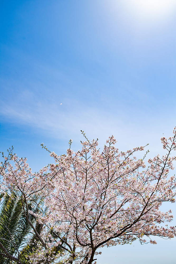桜