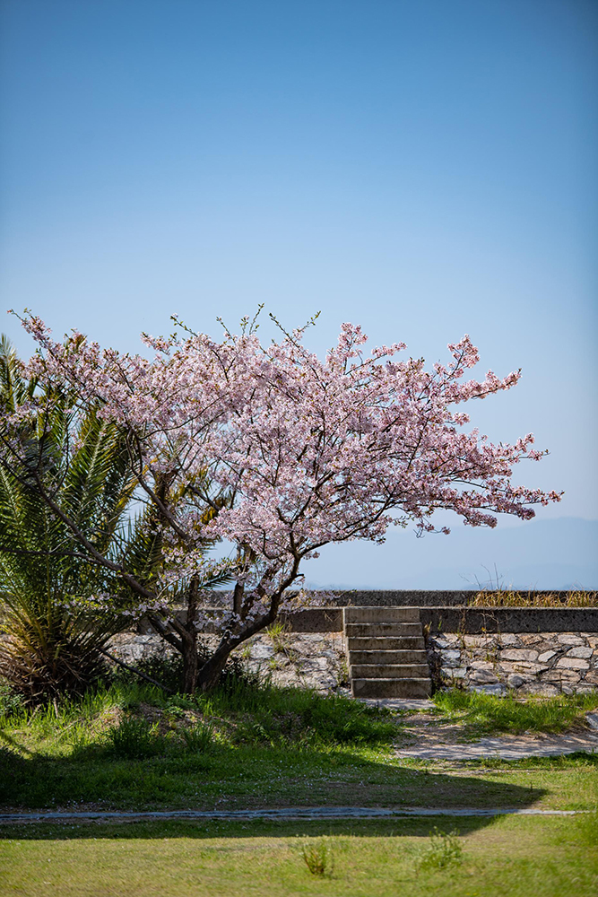 桜