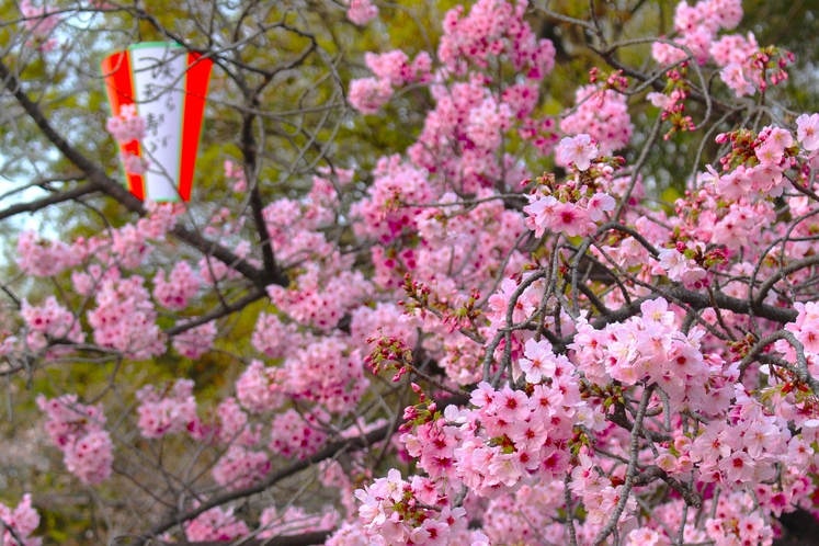 上野恩賜公園の桜