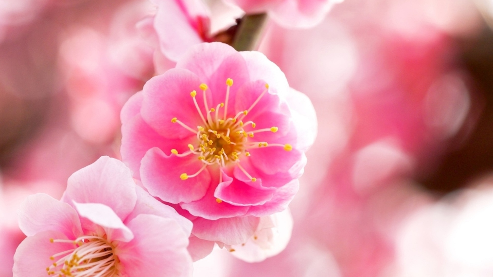 【早春】≪最大25％OFF≫ちょっとお得にかろやか春旅／梅まつりチケット付＜Light▼風＞