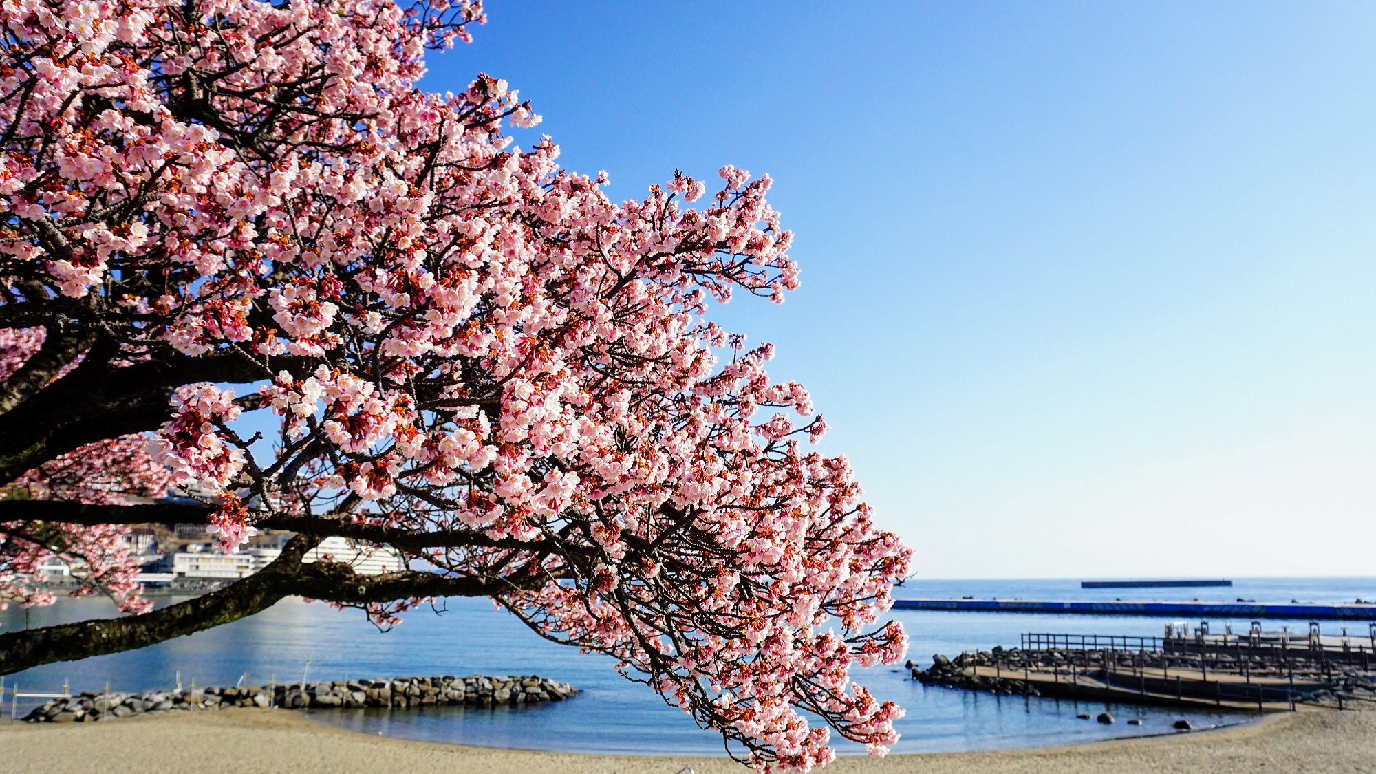 周辺観光◆親水公園の大寒桜