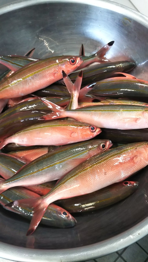 民宿 船着場 石垣島 写真 動画 楽天トラベル 民宿 船着場 石垣島 写真 動画 楽天トラベル