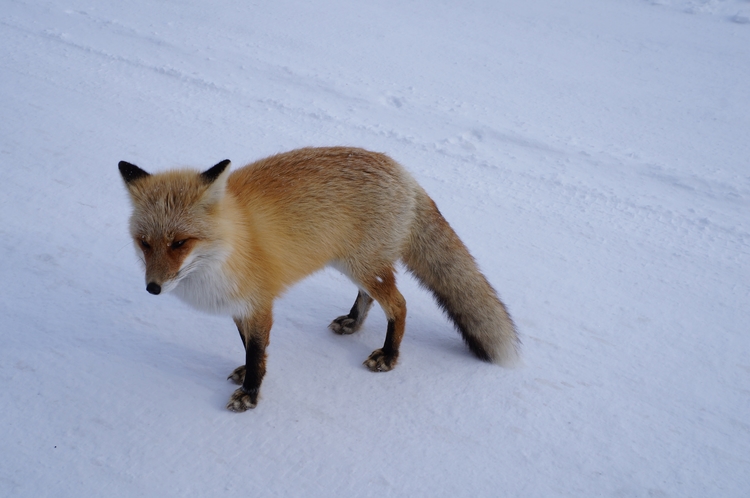 冬狐