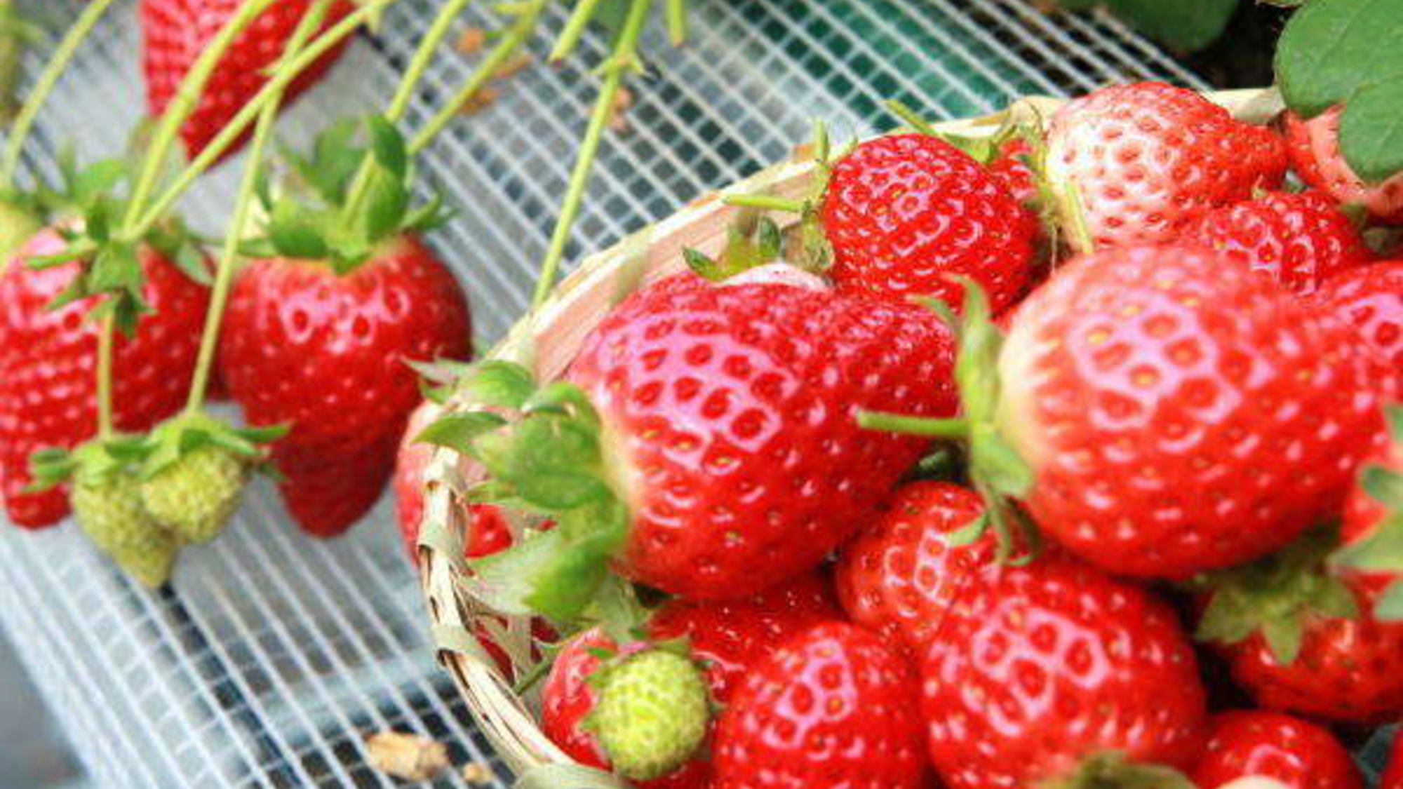 【いちご狩り】とちあいか30分食べ放題付！本格創作フレンチフルコース＜ご夕食17:30〜19:15＞