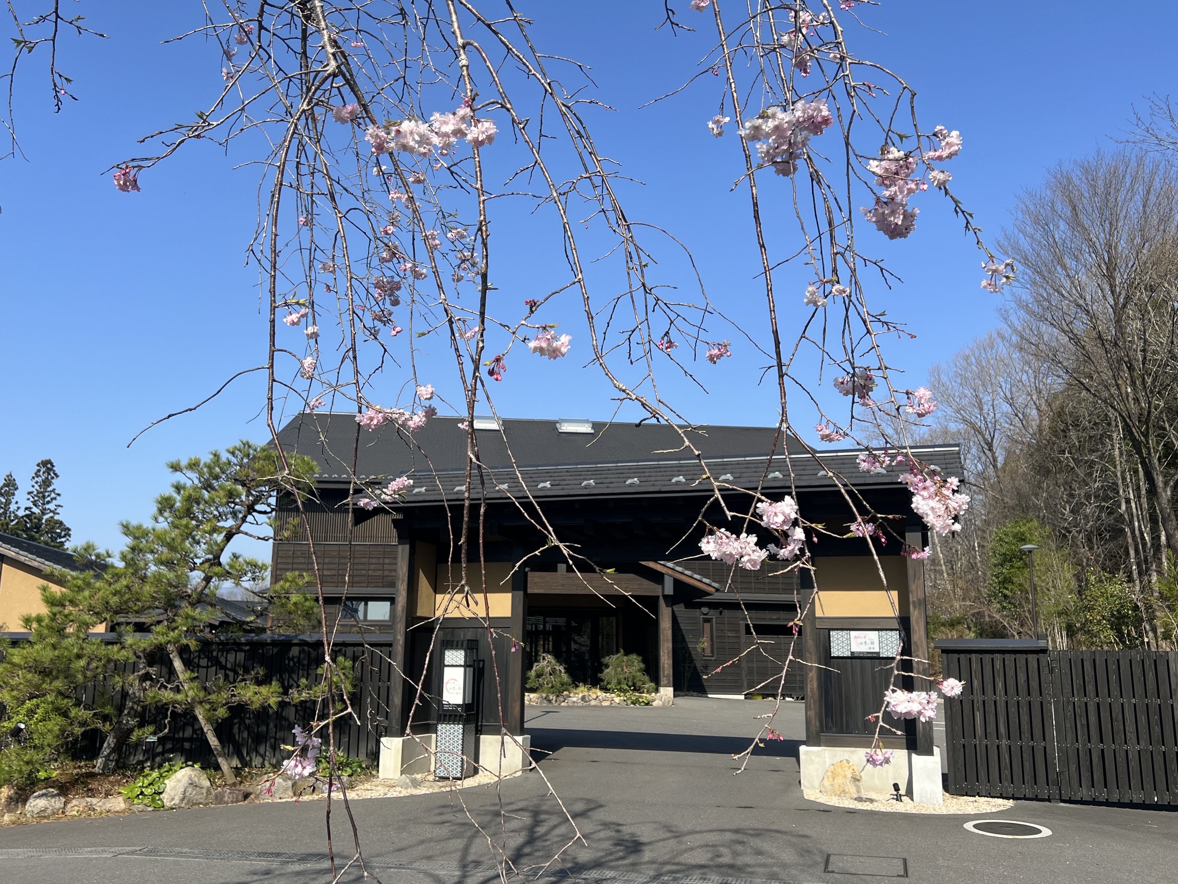 【外観】シダレザクラがお出迎え。