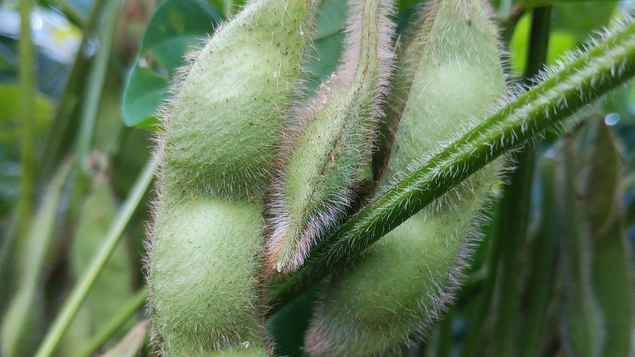 大和大鉄砲大豆