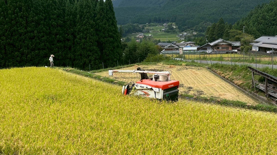 奈良で育てられている曽爾米