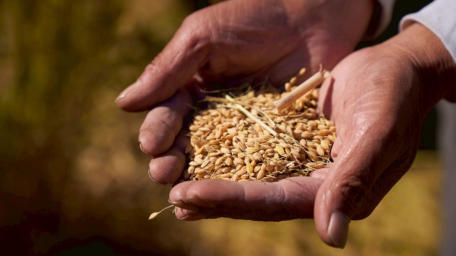 奈良で育てられている曽爾米