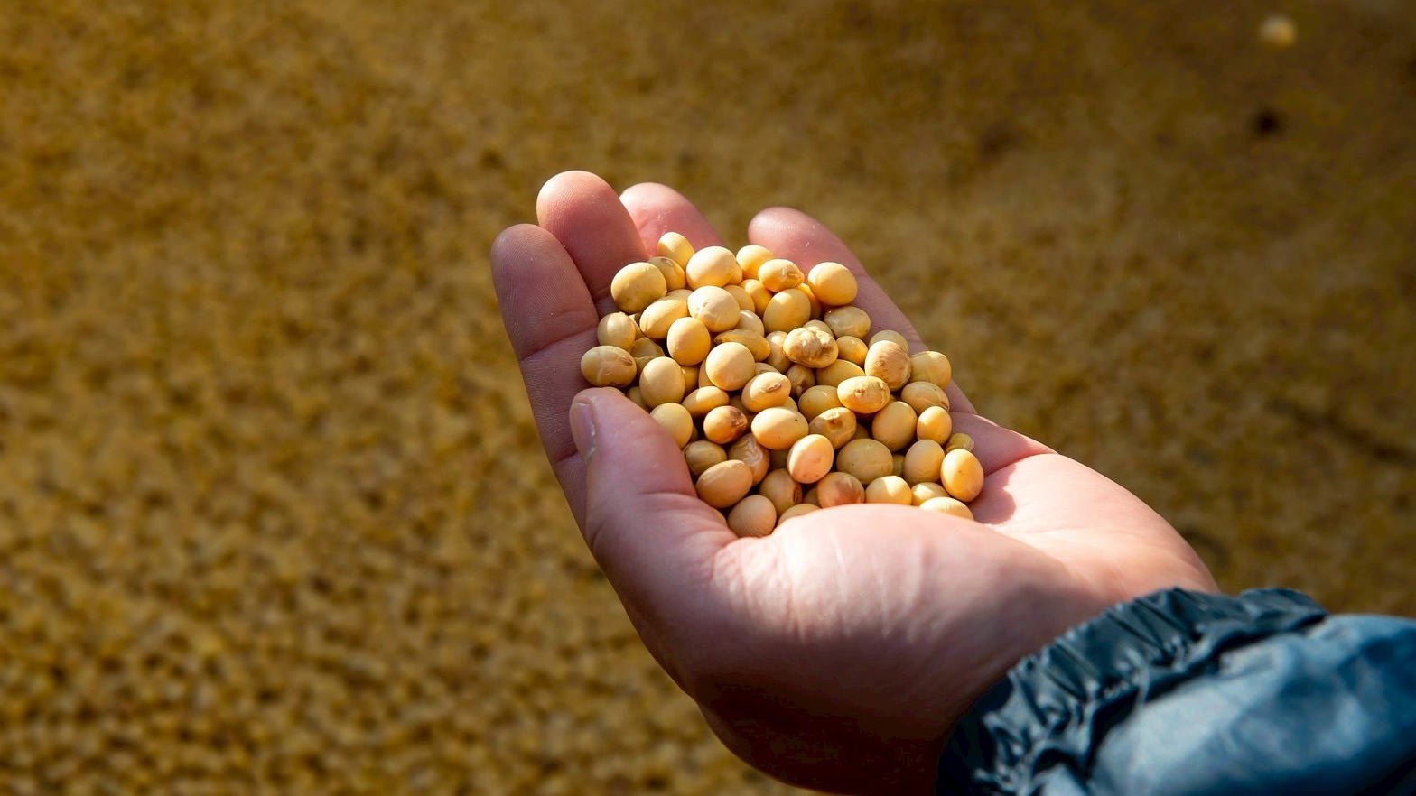 大和大鉄砲大豆