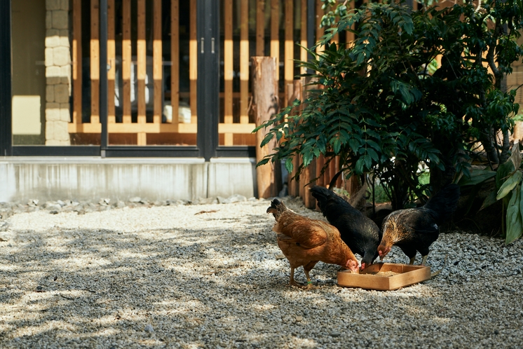 平飼いで共生する大和肉鶏