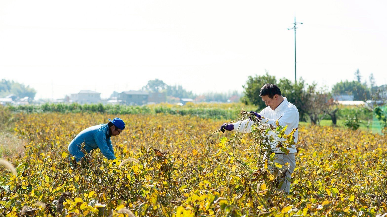 大和大鉄砲大豆