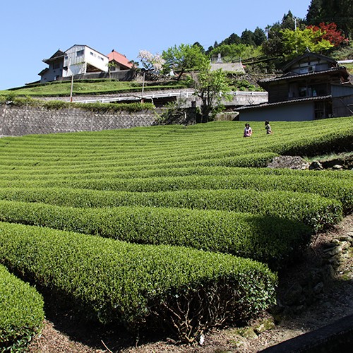 【周辺観光】穴吹町の茶畑  