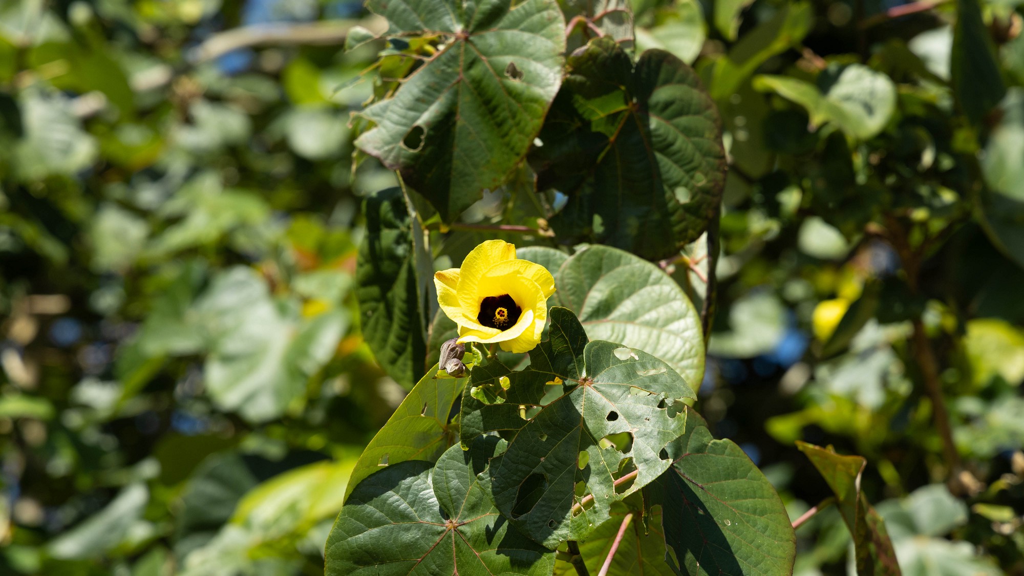「ハマボウゆれる波音の宿」朝に咲き夕方にしぼむ、夏を彩る可憐な黄色いハマボウが名前の由来です。