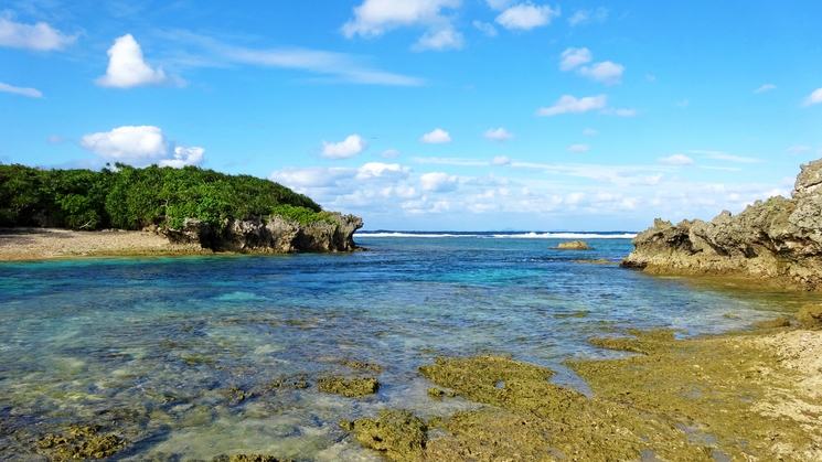 【2〜4連泊プラン】青い海とフクギに癒されるのんびり沖縄旅へ。北部観光の拠点にも最適♪ （素泊まり）
