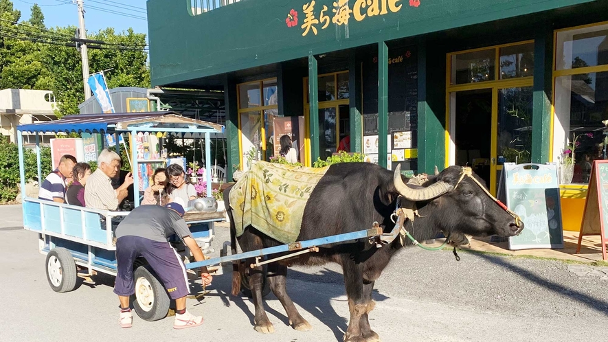 【周辺】水牛車