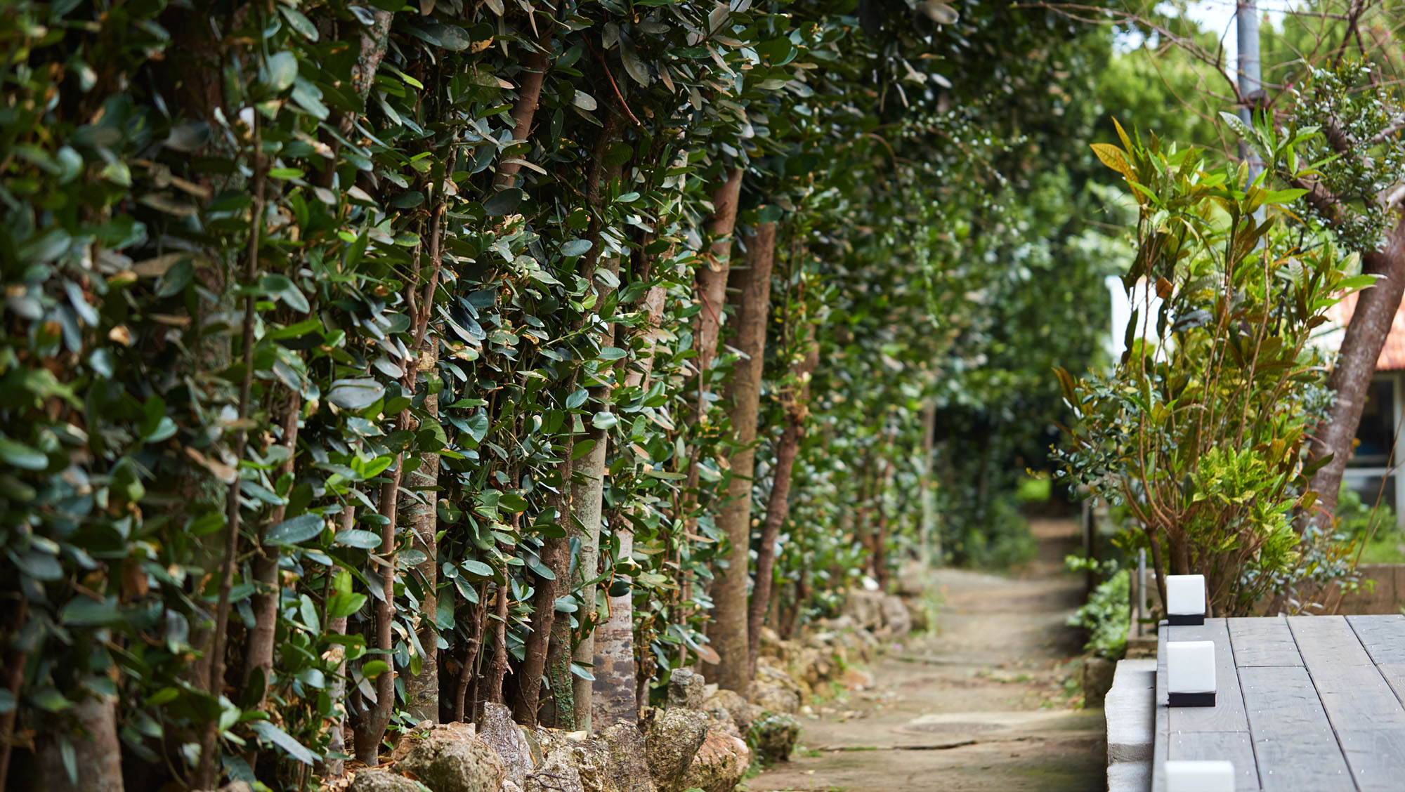 【周辺】フクギ並木